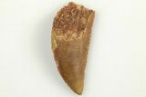 Serrated, Raptor Tooth - Real Dinosaur Tooth #200292-1